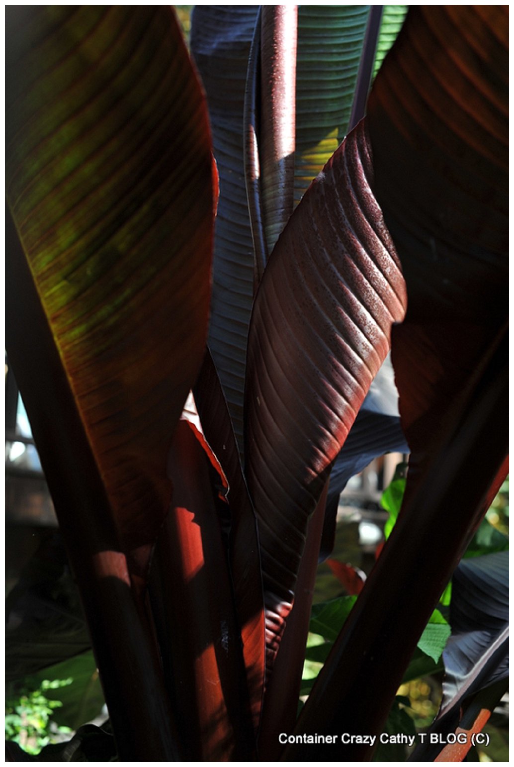 Red Banana Plant, Ensete ventricosum ‘Maurelii’