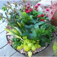 Container Garden with Perennials: Heuchera, Hellebore, Bellis, Euphorbia.