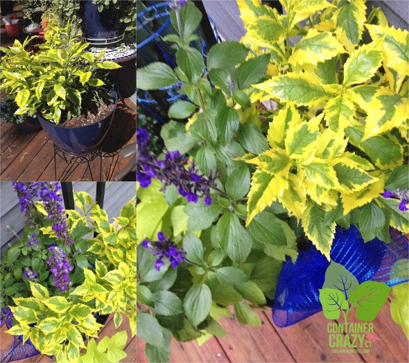 Duranta at Different Stages of Growth