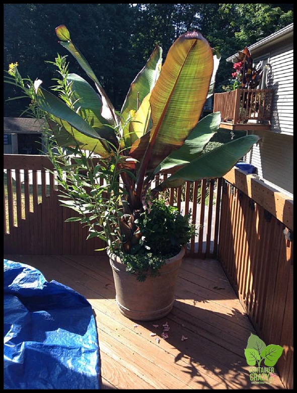 A Client's Container Garden with Red Banana plant as a thriller